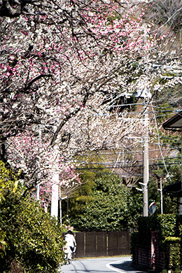 鎌倉の梅