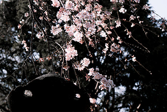 鎌倉　安国論寺の桜