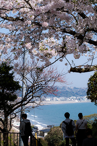 鎌倉　成就院の桜と海