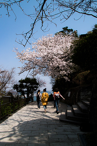 鎌倉　成就院の桜