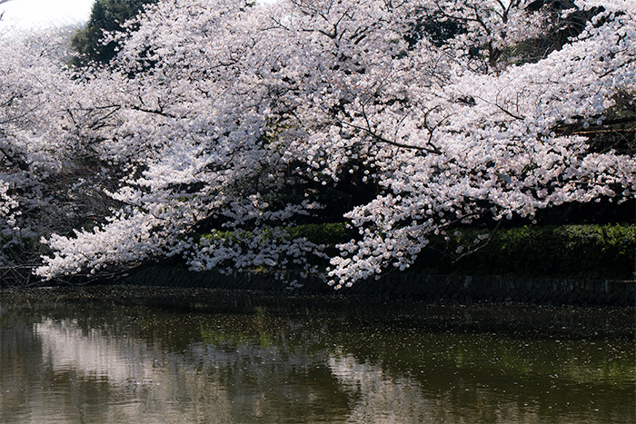 鎌倉　鶴岡八幡宮・源平池の桜