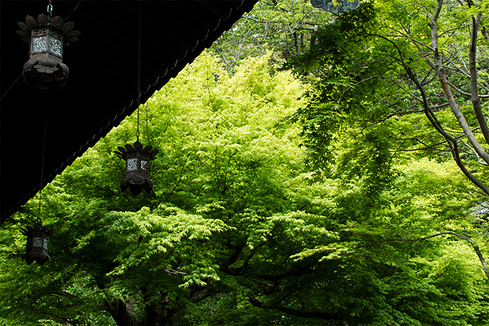 鎌倉　長谷寺の新緑