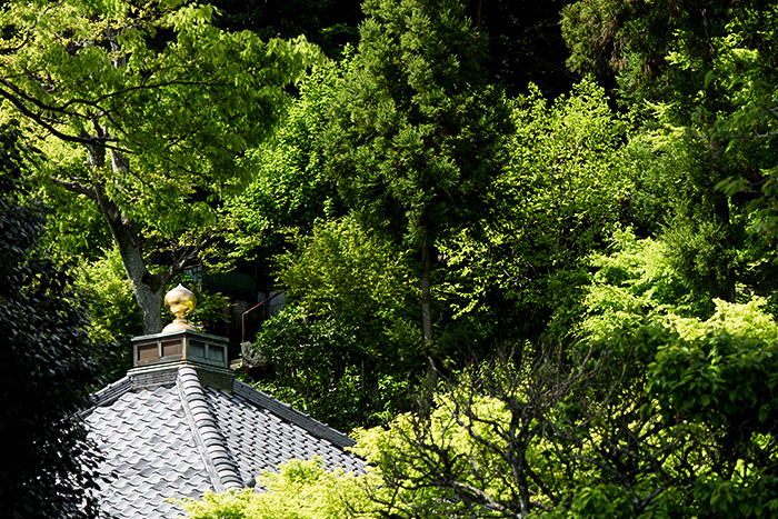 鎌倉　長谷寺の新緑