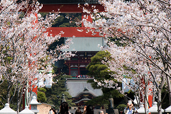 鎌倉　段葛の桜