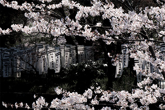 鎌倉　鶴岡八幡宮・源平池の桜