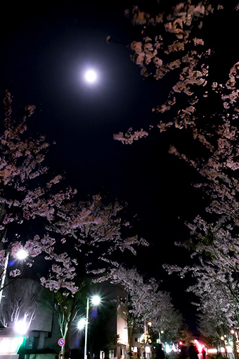 鎌倉　十六夜の夜桜