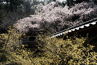 北鎌倉　浄智寺の枝垂れ桜