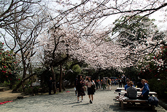 鎌倉　葛原岡神社の桜