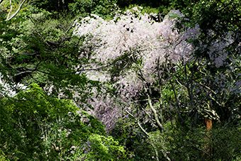 北鎌倉　明月院の桜