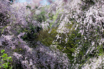 北鎌倉　明月院の桜