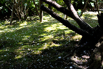 鎌倉　安国論寺の妙法桜