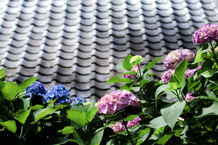 鎌倉　葛原岡神社の紫陽花