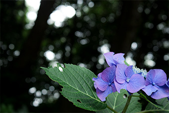 鎌倉　葛原岡神社の紫陽花