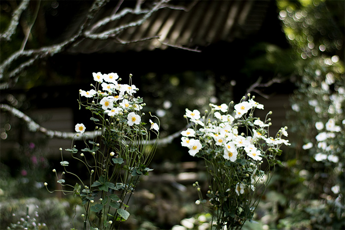 鎌倉　瑞泉寺の秋明菊