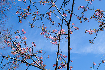 鎌倉　長谷寺の桜