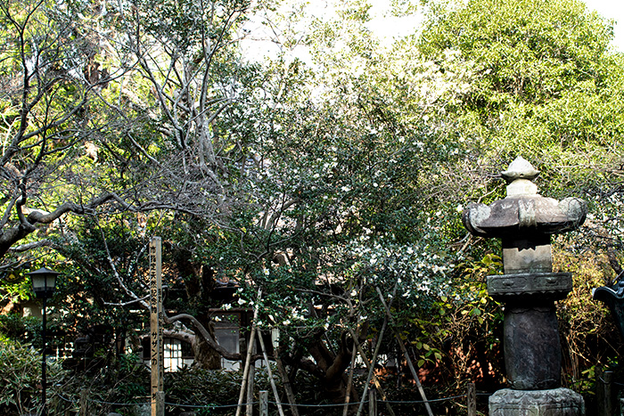 鎌倉　安国論寺のサザンカ