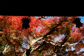 鎌倉　長谷寺の紅葉